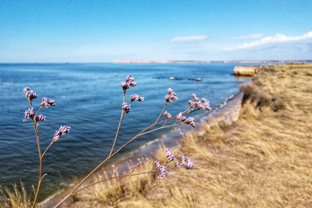 Степь и цветы острова Березань на фоне моря